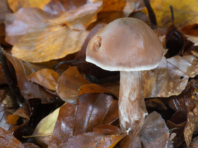 Cortinarius phaeosmus